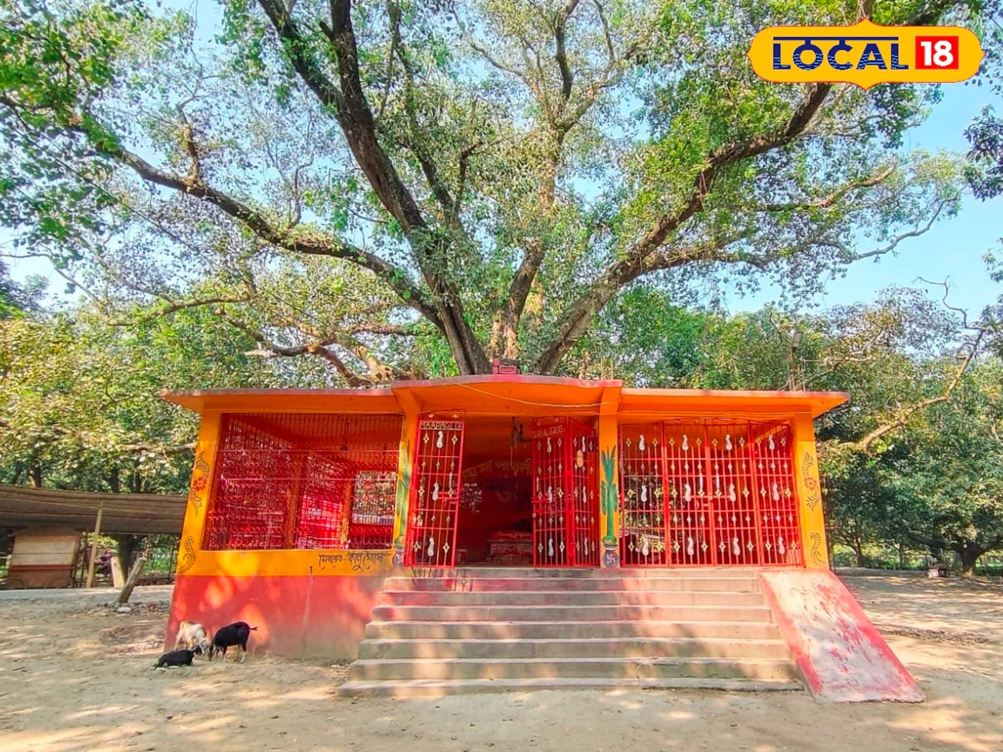 ভাগীরথীর তীরে ৩০০ বছরের প্রাচীন এই কালীমন্দিরে কার্তিক অমাবস্যায় মহা সমারোহে বসে পুজোর আসর