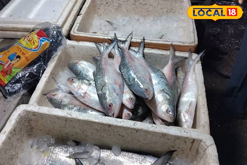 বড় সাইজের ইলিশ এলেও এখনও বিপুল পরিমাণে ইলিশ আসছেনা। যে ইলিশ গুলি এসেছে সেগুলি বড় সাইজের হওয়ায় মাছ আরও রয়েছে বলে মনে করছেন মৎস্যজীবীরা।