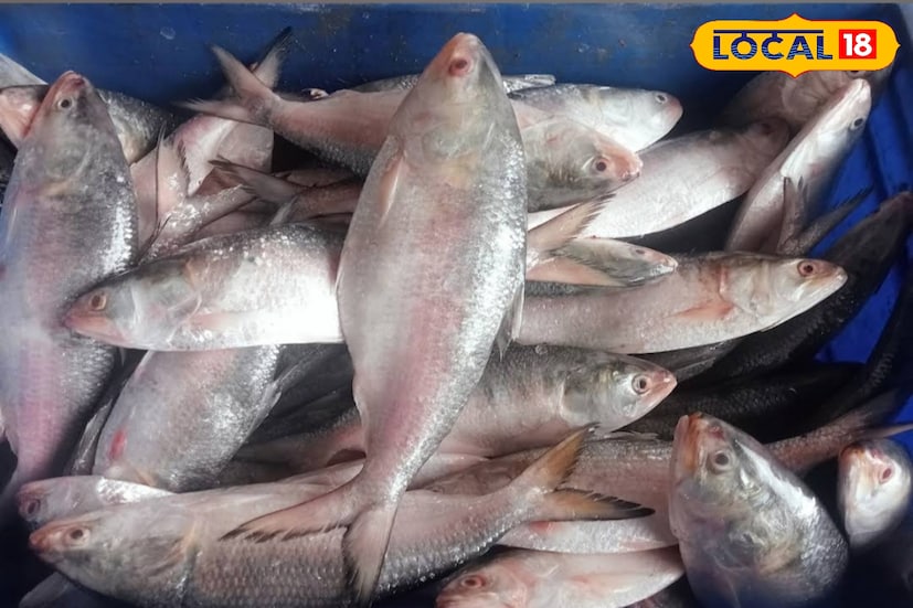কাকদ্বীপ, দক্ষিণ ২৪ পরগনা, নবাব মল্লিক: কোথায় রয়েছে ইলিশ, এবার সেই সন্ধান শুরু করল মৎস্যজীবীরা। নিষেধাজ্ঞা উঠে যাওয়ার পর চারদিন পেরিয়ে গিয়েছে। বেশ কিছু ট্রলার ফিরছে ইতিমধ্যে তাতে বড় সাইজের ইলিশ এসেছে। ছবি ও তথ্য : নবাব মল্লিক