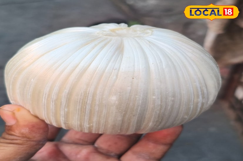 ব্যবসায়ীরা কালীপুজোর জন্য অপেক্ষায় থাকেন তাদের এই সময়ে বিক্রি হয় কয়েক হাজার টাকার কদমা। বিক্রেতা প্রদীপ লাহা বলেন “এখানে কালীপুজোর জন্য ভালই বেচাকেনা হয় । কালীপুজোর একটা দিনের জন্য ২০ থেকে ৩০ হাজার টাকার বেচাকেনা হয়ে থাকে। ভাল মুনাফা হয় বাকি দোকানগুলোতেও কম বেশি ভাল বেচাকেনা হয়”।