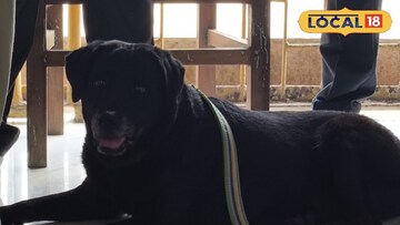 স্নিফার