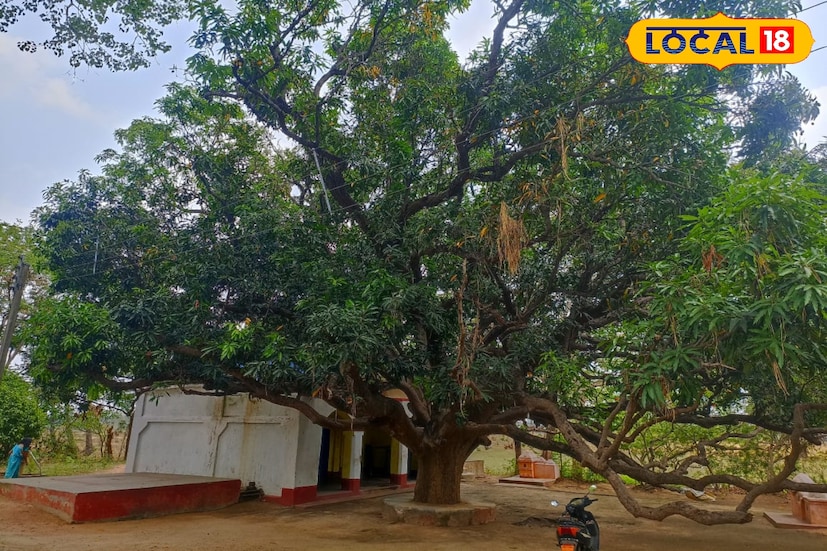 দূরদূরান্ত থেকে ভক্তরা এসে মায়ের উঠোনে ভিড় জমান। মহানিশায় বাড়ির মহিলা সদস্য দ্বারা রান্না করা সম্পূর্ণ নিরামিষ ভোগ দেবীকে নিবেদন করা হয়। ভোগে থাকে ভাত, ডাল, চার-পাঁচ রকমের ভাজা, তরকারি, পায়েস, চাটনি ইত্যাদি।