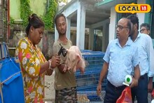 অন্য জীবিকার খোঁজ  সুন্দরবনে!  কুলতলীতে হচ্ছে এই পশুর পালন