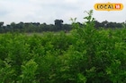 অল্প সময়ে অনেক টাকা রোজগার করবেন ভাবছেন,এই গাছ পুঁতলে ১ বছরে টাকার বর্ষা,রইল নতুন আইডিয়া