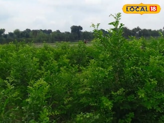 অল্প সময়ে অনেক টাকা রোজগার করবেন ভাবছেন,এই গাছ পুঁতলে ১ বছরে টাকার বর্ষা,রইল নতুন আইডিয়া