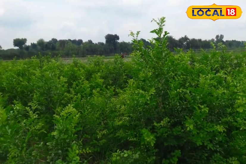 কামিনীর ডালসহ পাতা বাজারে বিক্রি হয় ২০০ থেকে ২৫০ টাকায়। তাই এক বিঘা জমিতে যদি শতাধিক গাছ থাকে, বছরে কয়েক লক্ষ টাকা আয় করা কঠিন নয়। গাছের যত বেশি শাখা, তত বেশি পাতা আর সেই সঙ্গে আয়ও বেড়ে যায়। খরচ কম, ফলন বেশি — এই কারণেই কামিনী এখন লাভজনক চাষ হিসেবে পরিচিতি পাচ্ছে।