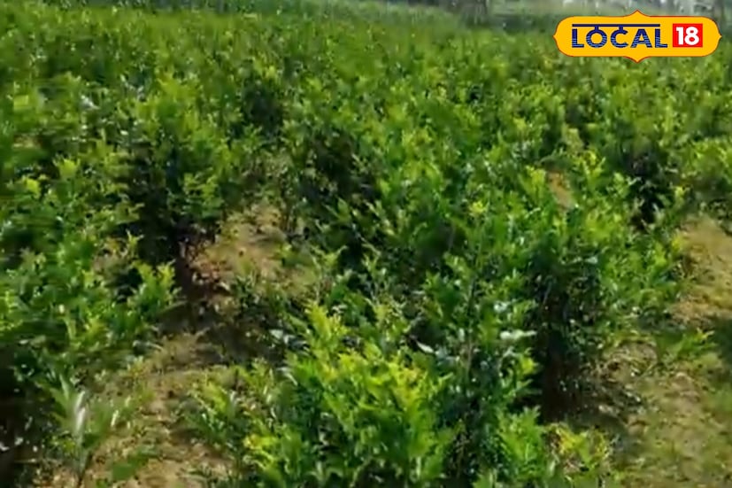 আরও একটি বড় সুবিধা হলো, কামিনীর পাতা সহজে নষ্ট হয় না। গরমেও এই পাতা দীর্ঘ সময় টাটকা থাকে। কাটা ডালের জায়গা থেকে দ্রুত নতুন ডাল গজিয়ে ওঠে, তাই একবার লাগালে গাছটি বহু বছর ফলন দেয়। অন্য ফুল বা পাতা যেখানে কয়েকদিনেই শুকিয়ে যায়, সেখানে কামিনীর সবুজ টিকে থাকে টাকার মতোই দৃঢ়।