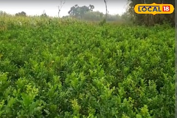 অল্প সময়ে অনেক টাকা রোজগার করবেন ভাবছেন,এই গাছ পুঁতলে ১ বছরে টাকার বর্ষা,রইল নতুন আইডিয়া অল্প সময়ে অনেক টাকা রোজগার করবেন ভাবছেন,এই গাছ পুঁতলে ১ বছরে টাকার বর্ষা,রইল নতুন আইডিয়া