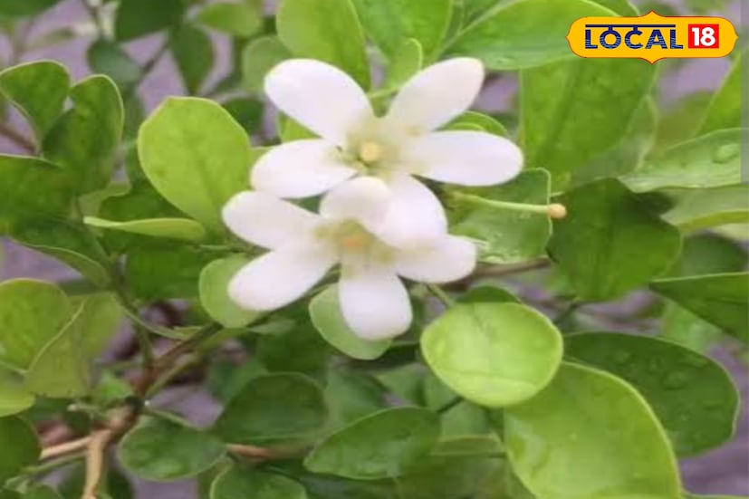 বসিরহাট, মিনাখার অনেকেই এই গাছ রোপন করে কয়েক বছরের মধ্যে ভাল অর্থ উপার্জন করছেন। তেমন কোনো বিশেষ সার বা পরিচর্যা না করেও গাছগুলি ভাল ফলন দেয়। কয়েক মাসের মধ্যেই পাতার ডাল বিক্রির উপযুক্ত হয়ে ওঠে। এখন তিনি বড় পরিসরে এই গাছের চাষের পরিকল্পনা করছেন।