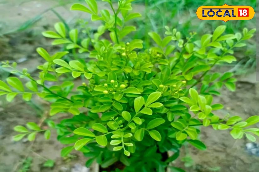 এক সময় কামিনী গাছকে শুধু শৌখিন বাগানের অংশ ভাবা হতো। কিন্তু এখন বিয়ের মণ্ডপ, গাড়ি সাজানো, অফিস কিংবা সাংস্কৃতিক অনুষ্ঠান — সব জায়গায় কামিনীর পাতা অপরিহার্য হয়ে উঠেছে। ফুলের তোড়া হোক বা মঞ্চসজ্জা, এই সবুজ পাতা ছাড়া সৌন্দর্য যেন সম্পূর্ণ হয় না। ফুলের পাশাপাশি পাতারও এমন দাপট আগে দেখা যায়নি।