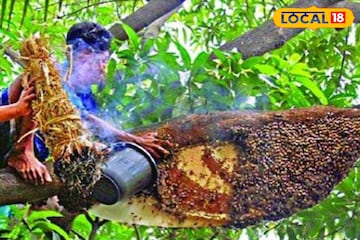 ত্বকে মোম গড়াবে, সিজন চেঞ্জে দূর সর্দি-হাঁচি-কাশির সমস্যা, সুন্দরবনের মধু ধন্বন্তরি! ত্বকে মোম গড়াবে, সিজন চেঞ্জে দূর সর্দি-হাঁচি-কাশির সমস্যা, সুন্দরবনের মধু ধন্বন্তরি!