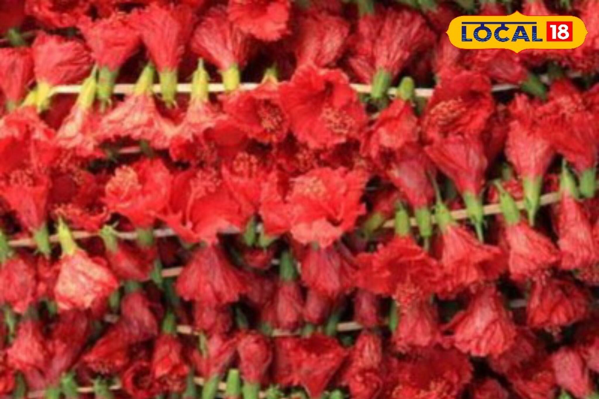 ফুলের বাজারে আগুন! কালীপুজোয় রাঙা জবা কত টাকায় বিক্রি হচ্ছে জানেন?