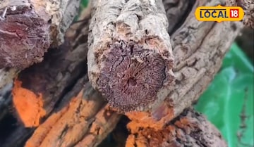 প্যানো
