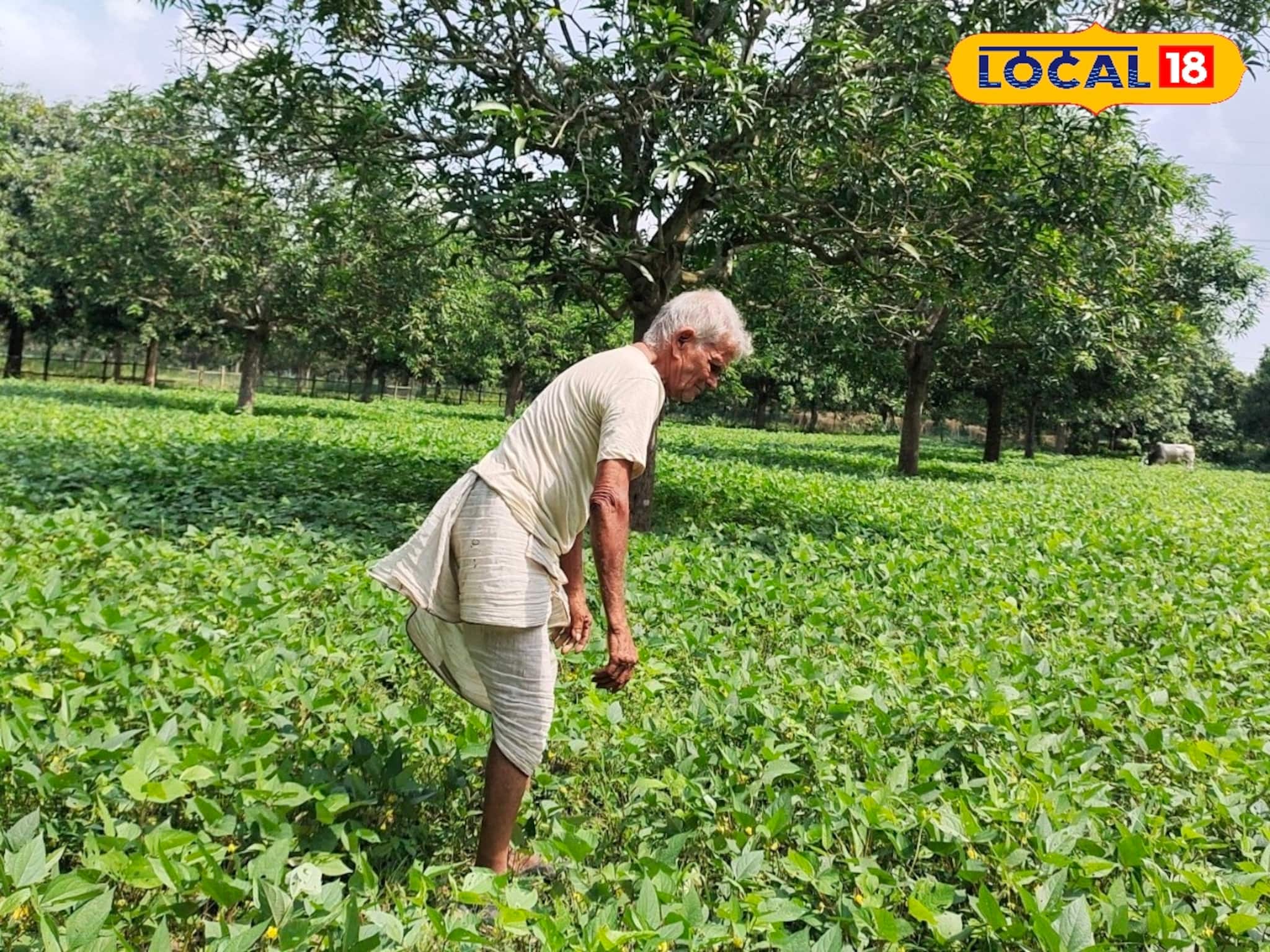 ফাঁকা জায়গার লাগবে না, আমবাগানেই হচ্ছে কুইন্টাল কুইন্টাল ফলন! বিনা ব্যয়ে লাভ পাচ্ছেন চাষি