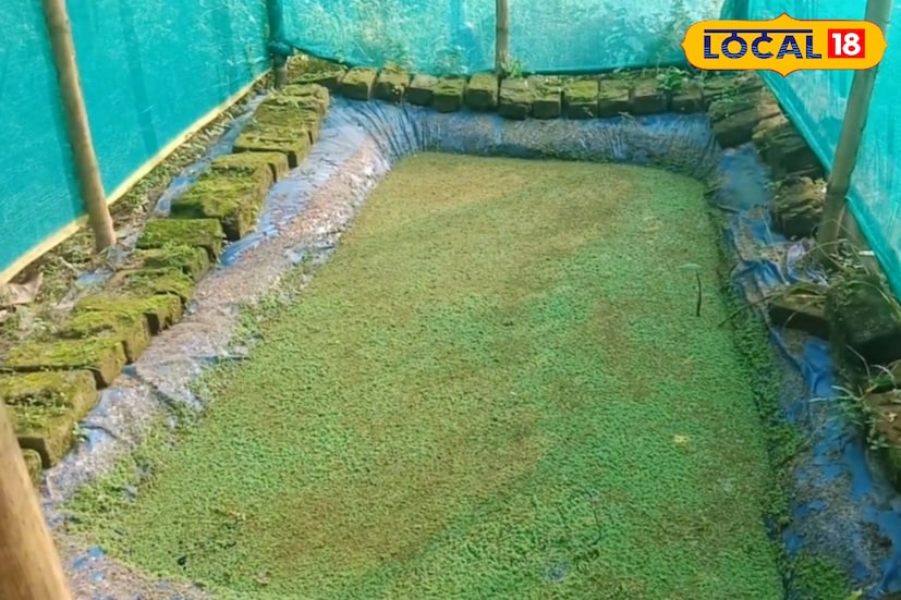 অ্যাজোলা হল একধরনের ক্ষুদ্র জলজ ফার্ণ জাতীয় উদ্ভিদ, যাকে বাংলায় পানা, ক্ষুদিপানা বা বুটি পানা নামেও ডাকা হয়। এটি বায়ুমণ্ডলীয় নাইট্রোজেন শোষণ করে পাতায় জমিয়ে রাখে, ফলে এটি একইসঙ্গে পশুখাদ্য ও জৈব সার হিসেবে অত্যন্ত কার্যকর। ধানক্ষেত, ডোবা, খাল, পুকুর—সব জায়গাতেই সহজে জন্মে এই উদ্ভিদ।