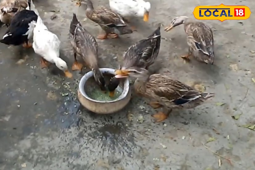 গবাদি পশু, হাঁস, মুরগি বা মাছ — সবার খাবারেই অ্যাজোলা সমান কার্যকর। এতে দুধ উৎপাদন বৃদ্ধি পায়, পশুর রোগপ্রতিরোধ ক্ষমতা বাড়ে এবং মাংস উৎপাদনও বেশি হয়। হাঁস-মুরগির ক্ষেত্রেও দেখা গেছে উল্লেখযোগ্য বৃদ্ধি ও স্বাস্থ্যকর ফলাফল।