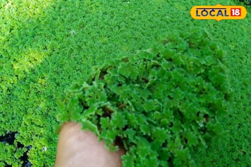 ৩ দিনে ডবল, অ্যাজোলা চাষ বাড়তি আয়ের স্বপ্ন দেখাচ্ছে গ্রামীণ মানুষদের ৩ দিনে ডবল, অ্যাজোলা চাষ বাড়তি আয়ের স্বপ্ন দেখাচ্ছে গ্রামীণ মানুষদের