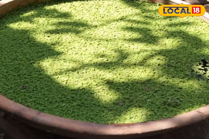 চাষ পদ্ধতিটিও অত্যন্ত সহজ। যে কোনও প্লাস্টিক ড্রাম, ব্যারেল, টব বা ছোট জলাধারে সামান্য জল রেখে তাতেই অ্যাজোলা চাষ করা যায়। মাত্র তিন দিনেই এটি দ্বিগুণ পরিমাণে বৃদ্ধি পায়। মাছ চাষের পুকুরের এক পাশে ছোট ঘের তৈরি করেও চাষ সম্ভব। শুকিয়ে গুঁড়ো করে মাছের খাদ্যের সঙ্গেও মেশানো যায় এই পুষ্টিকর উপাদানটি।