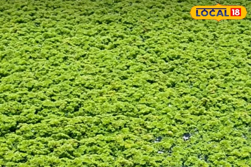 উত্তর ২৪ পরগনা জেলার হিঙ্গলগঞ্জ, সন্দেশখালি সহ বসিরহাট মহকুমার বিভিন্ন এলাকায় স্বেচ্ছাসেবী সংস্থার উদ্যোগে গ্রামবাসীদের মধ্যে শুরু হয়েছে এই অ্যাজোলা চাষের। এতে শুধু পশুপালন সহজ হবে না, গ্রামীণ অর্থনীতিতেও আসবে নতুন দিশা। স্থানীয় স্তরে তৈরি হবে পশুখাদ্যের স্বনির্ভর ব্যবস্থা।