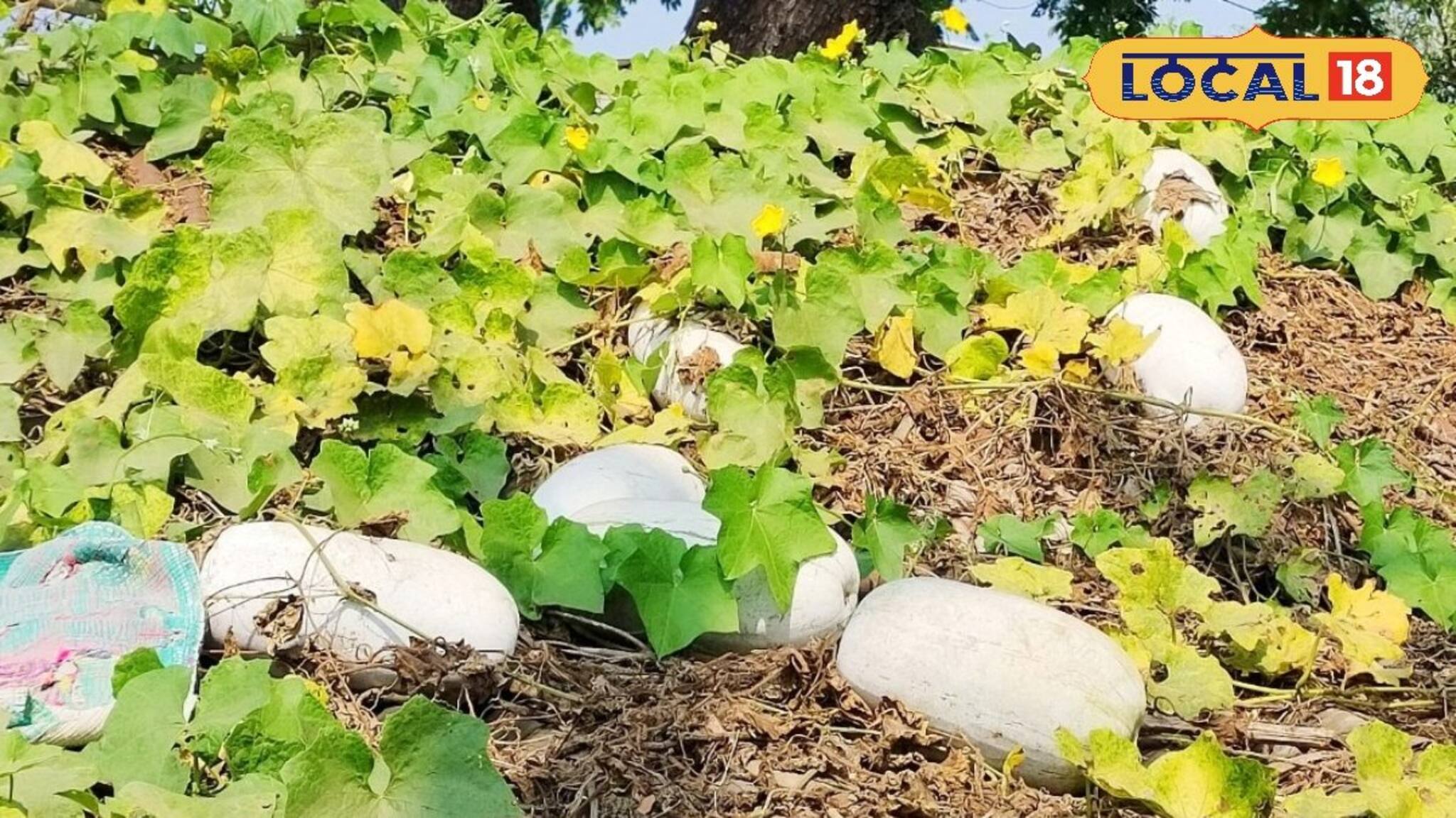 চোখের নিমেষে হবে তরকারি থেকে মোরব্বা! বাড়ির ছাদে অল্প যত্নেই ঢালাও ফলবে পুষ্টিকর এই সবজি