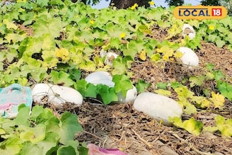 চোখের নিমেষে হবে তরকারি থেকে মোরব্বা! বাড়ির ছাদে অল্প যত্নেই ঢালাও ফলবে পুষ্টিকর এই সবজি