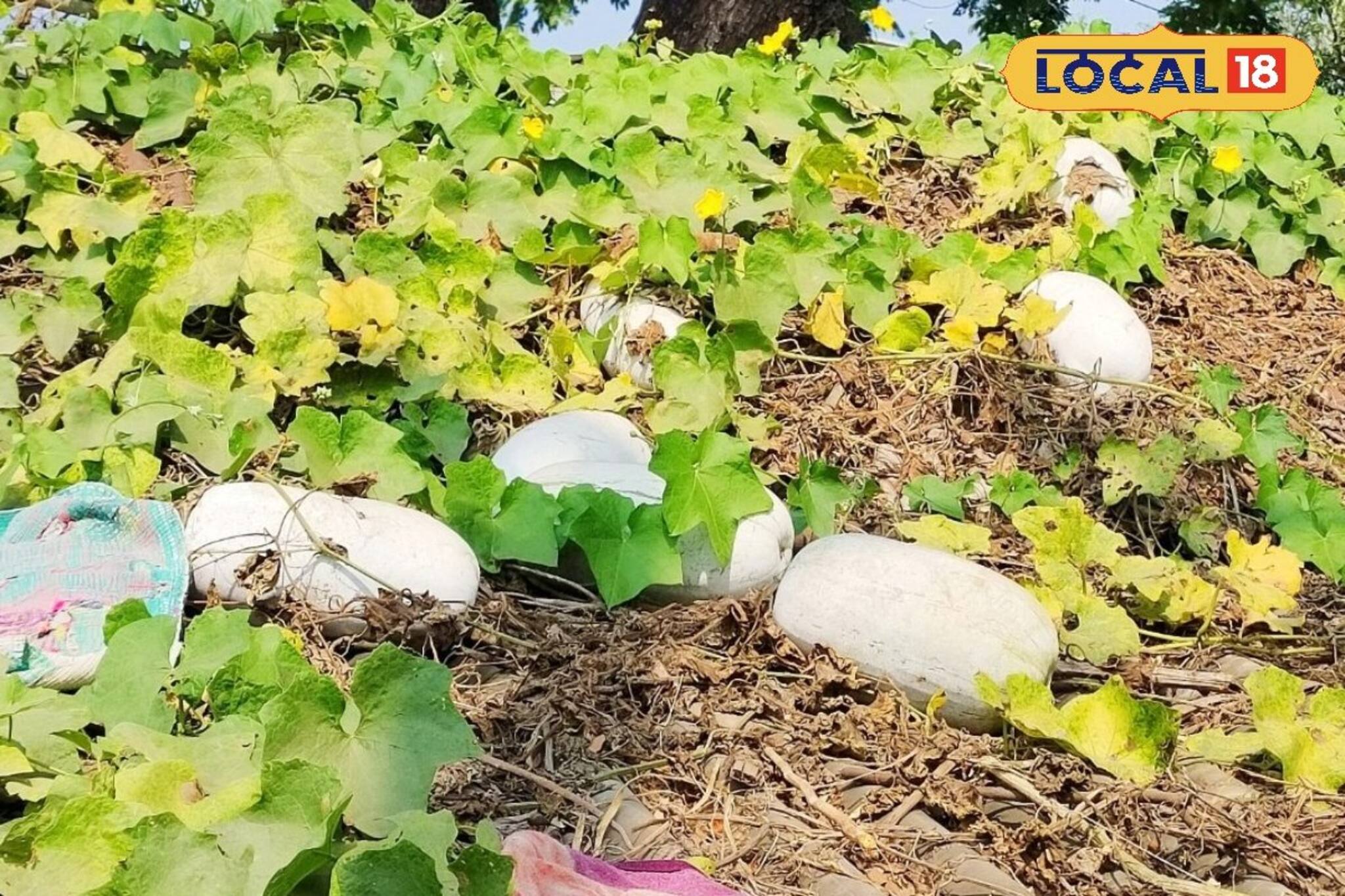 চোখের নিমেষে হবে তরকারি থেকে মোরব্বা! বাড়ির ছাদে অল্প যত্নেই ঢালাও ফলবে পুষ্টিকর এই সবজি