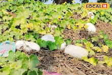 Vegetable in Rooftop Garden: চোখের নিমেষে হবে তরকারি থেকে মোরব্বা! বাড়ির ছাদে অল্প যত্নেই ঢালাও ফলবে পুষ্টিগুণে ভরা এই সবজি