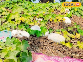 চোখের নিমেষে হবে তরকারি থেকে মোরব্বা! বাড়ির ছাদে অল্প যত্নেই ঢালাও ফলবে পুষ্টিকর এই সবজি