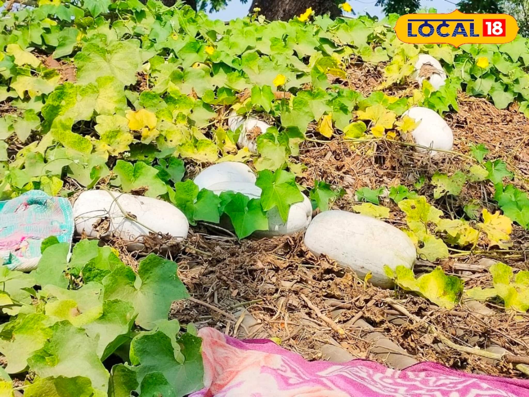 Vegetable in Rooftop Garden: চোখের নিমেষে হবে তরকারি থেকে মোরব্বা! বাড়ির ছাদে অল্প যত্নেই ঢালাও ফলবে পুষ্টিগুণে ভরা এই সবজি