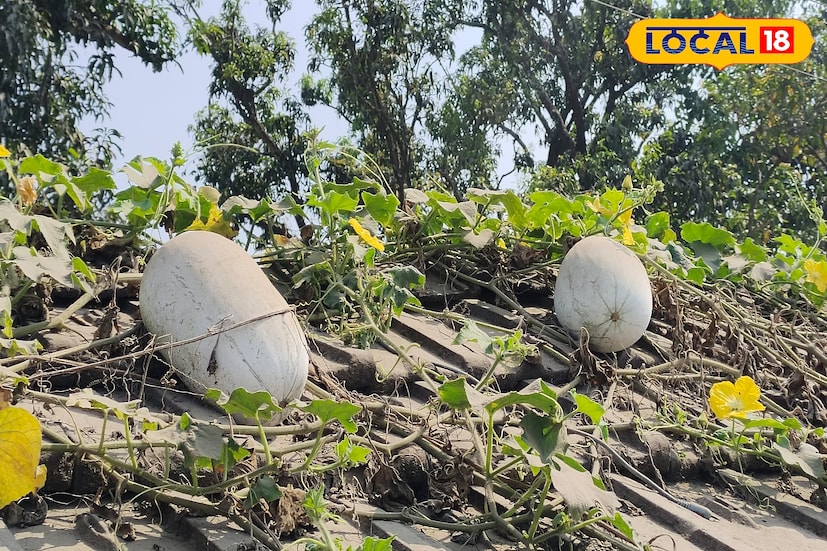 জমির এই চাষ এবার বাড়ির ছাদে। পরিচর্যা নয় মাটিতে বিজ রোপণ করলেই বাড়ির ছাদে ভরে উঠবে নামিদামি এই ফল জাতীয় সবজি। বাজারে ব্যাপক চাহিদার পাশাপাশি একাধিক রকম খাবার তৈরি হয় এই সবজি দিয়ে।(ছবি ও তথ্য: জিএম মোমিন) জমির এই চাষ এবার বাড়ির ছাদে। পরিচর্যা নয় মাটিতে বিজ রোপণ করলেই বাড়ির ছাদে ভরে উঠবে নামিদামি এই ফল জাতীয় সবজি। বাজারে ব্যাপক চাহিদার পাশাপাশি একাধিক রকম খাবার তৈরি হয় এই সবজি দিয়ে।(ছবি ও তথ্য: জিএম মোমিন)