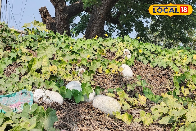 বাংলায় এই সবজি পরিচিত কুমড়ো বা চালকুমড়ো নামে। কাঁচা অবস্থায় বাজারে ২৫ টাকা কেজি দরে বিক্রি হলেও পাঁকা অবস্থায় ৫০ টাকা পিস বিক্রি হয়ে থাকে। মূলত পাঁকার পর‌ই এই চালকুমড়ো দিয়ে তৈরি হয় নামিদামি ধরনের খাবার। মোরব্বা, বড়ি সহ একাধিক রকম খাবার তৈরি করে থাকেন অনেকে। যদিও অধিকাংশ জায়গায় এই কুমড়ো দিয়ে তৈরি করা হয় সুস্বাদু মিষ্টি মোরব্বা।(ছবি ও তথ্য: জিএম মোমিন)