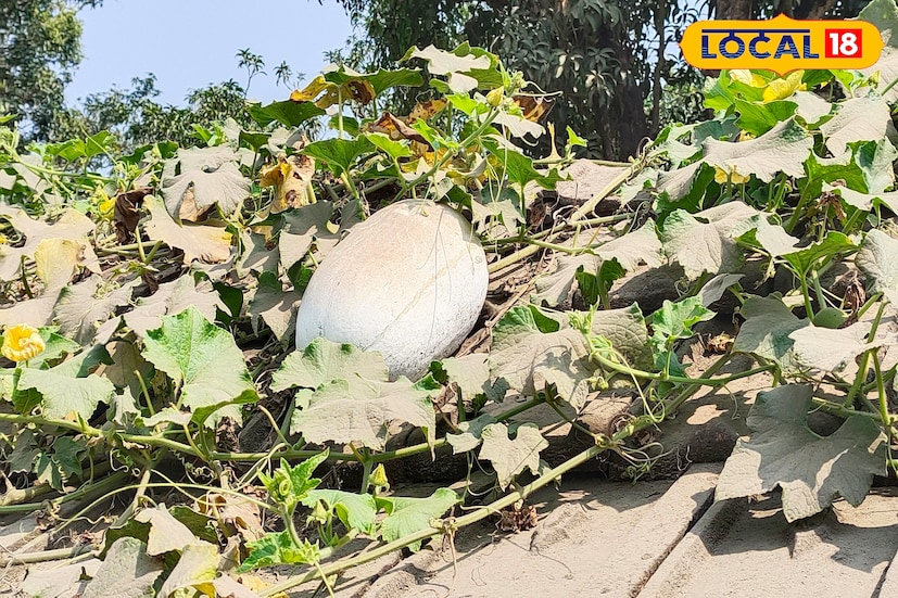 জেলা কৃষি বিজ্ঞান কেন্দ্রের প্রধান বৈজ্ঞানিক দূশয়ান্ত কুমার রাঘব জানান, 