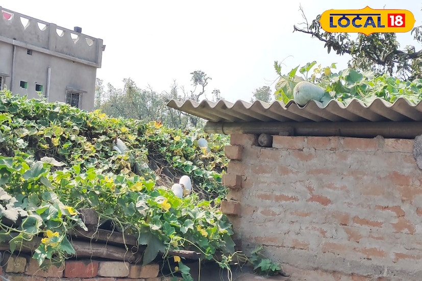 মালদহের মোথাবাড়ি থানা কামালপুর গ্রামে অধিকাংশ বাড়ির ছাদে চাষ করা হয়েছে কুমড়ো। গ্রামের এক বাসিন্দা আল্লী হোসেন জানান, 