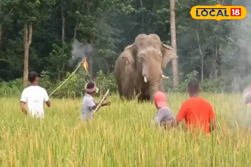 ধানের মাঠে ফের হাতির হানার আশঙ্কা। সচেতনতায় এবার জলপাইগুড়ি বন দফতরের নতুন উদ্যোগ। ডুয়ার্সের জঙ্গল ঘেঁষা গ্রামগুলিতে আবারও বাড়ছে মানুষ-হাতি সংঘাতের আশঙ্কা। ধান কাটার মরসুমে প্রতিবারই ফসল রক্ষায় গিয়ে বহু কৃষক প্রাণ হারান। সেই দুঃখজনক পুনরাবৃত্তি রুখতে জলপাইগুড়ি গরুমারা ডিভিশনের বন দফতর এবার নতুন উদ্যোগে নামছে। (ছবি ও তথ্যঃ সুরজিৎ দে) 