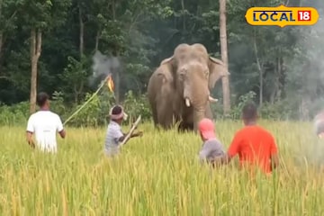 হাতি দেখলেই সঙ্গে সঙ্গে খবর! কোথায় জানাতে হবে? মানুষ-হাতি সংঘাত ঠেকাতে আসরে বন দফতর হাতি দেখলেই সঙ্গে সঙ্গে খবর! কোথায় জানাতে হবে? মানুষ-হাতি সংঘাত ঠেকাতে আসরে বন দফতর