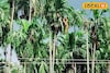 পতিত জমিতেই লাখ টাকার ব্যবসা! এই চাষ শুরু করে আপনিও আয় করতে পারবেন লক্ষ লক্ষ টাকা!