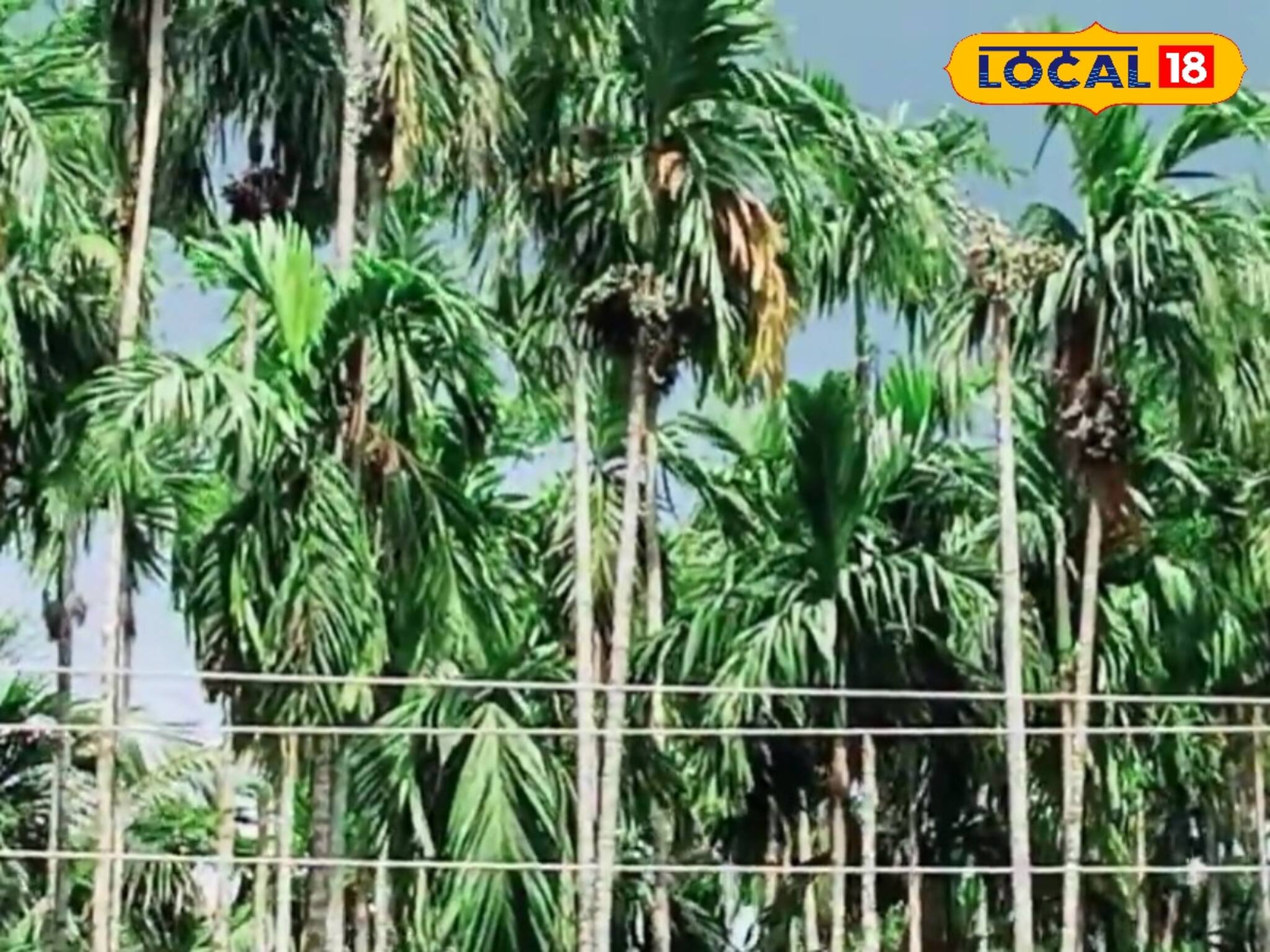 New Business Ideas: পতিত জমিতেই লাখ টাকার ব্যবসা! একবার বিনিয়োগে ৭০ বছর লাভ, এই চাষ শুরু করে আপনিও আয় করতে পারবেন লক্ষ লক্ষ টাকা!