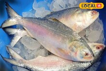 Bhai Phota Hilsa Price: ভাঁইফোটাতে ভাইয়ের পাতে টাটকা ইলিশ না দিলে চলে, এই বাজারে বিকোচ্ছে পেল্লাই সাইজের ইলিশ, কত টাকা কেজি ?