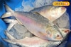 ভাঁইফোটাতে ভাইয়ের পাতে ইলিশ না দিলে চলে, এই বাজারে বিকোচ্ছে পেল্লাই সাইজের ইলিশ, দাম কত?
