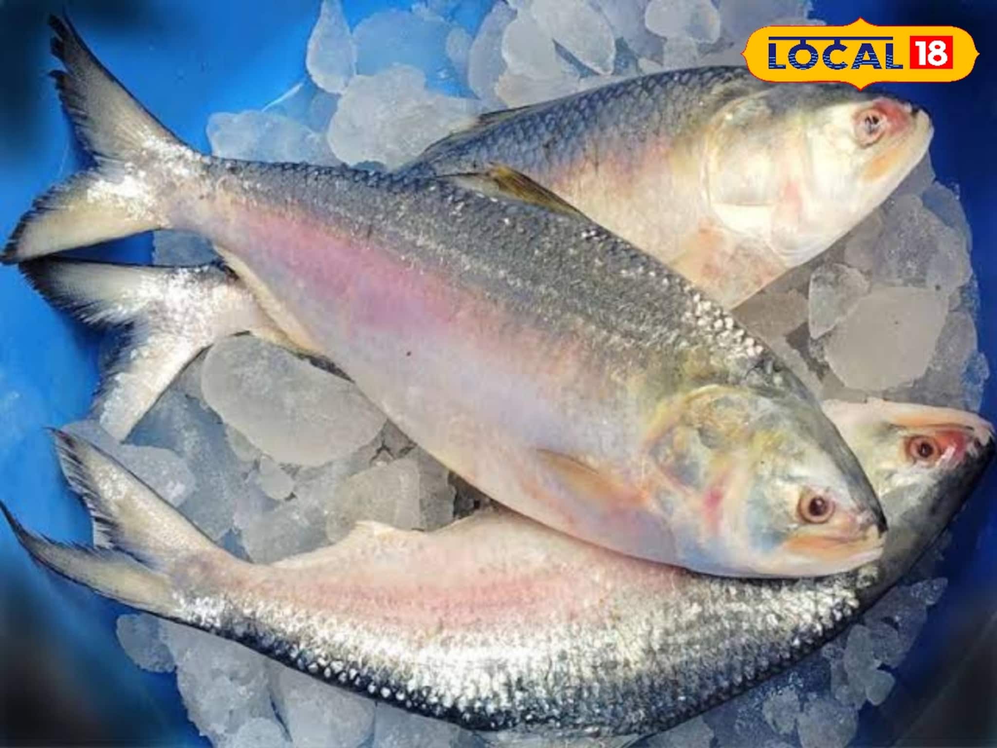 Bhai Phota Hilsa Price: ভাঁইফোটাতে ভাইয়ের পাতে টাটকা ইলিশ না দিলে চলে, এই বাজারে বিকোচ্ছে পেল্লাই সাইজের ইলিশ, কত টাকা কেজি ?