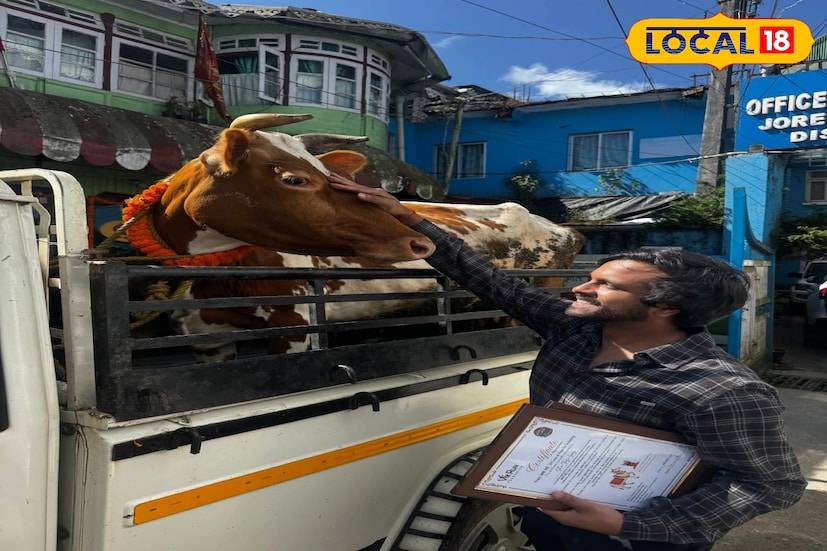 জিটিএ-র পশু সম্পদ উন্নয়ন দফতরের ডা. অসীম রানা জানান, “আমরা বিশেষভাবে হোলস্টিন, জার্সি ও সাহিওয়াল জাতের শংকর প্রজাতির গরু সংগ্রহ করেছি। সাধারণত কৃত্রিম প্রজননে জন্ম নেওয়া গরু কেউ বিক্রি করেন না, তাই এই গরুগুলি বিশেষভাবে আনা হয়েছে।”