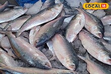 Ilish: জলের দরে সস্তা নাকি পকেটে কোপ? ভাইফোঁটায় ইলিশ কিনতে কালঘাম ছুটবে নাকি মধ্যবিত্তের, বাজারে যাওয়ার আগে জেনে নিনরের ইলিশ