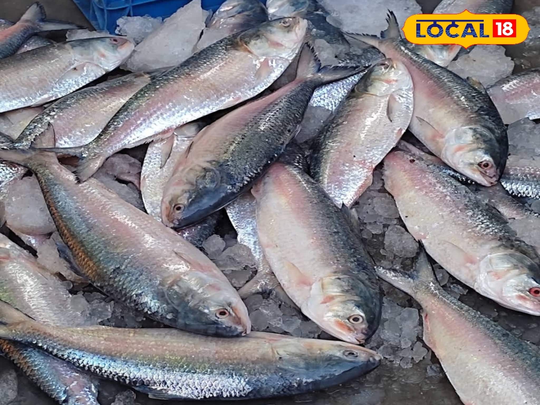 জলের দরে সস্তা নাকি পকেটে কোপ? ভাইফোঁটায় ইলিশ কিনতে কালঘাম ছুটবে নাকি মধ্যবিত্তের?