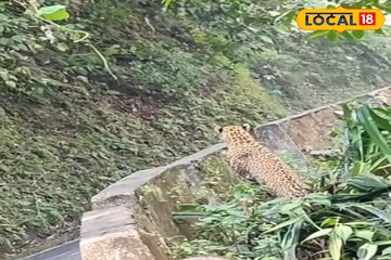 পাংখাবাড়ির রাস্তায় ওটা কী! অল্পের জন্য রক্ষা পেল যুবক! ভাইরাল পাহাড়ের ভিডিও