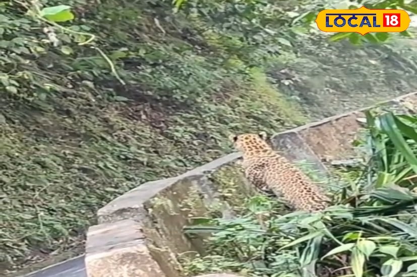 কার্শিয়াং, ঋত্বিক ভট্টাচার্য : পাহাড়ের পাংখাবাড়ি রোডে চিতার হঠাৎ উপস্থিতিতে চাঞ্চল্য ছড়িয়েছে এলাকায়। সকাল প্রায় ১১টা ৩০ মিনিট নাগাদ সাতঘুমতির কাছে পাংখাবাড়ি–কার্শিয়াং রোডে দেখা যায় এক চিতা বাঘকে। রাস্তা পার হওয়ার সময় দ্রুতগামী যানবাহনের ধাক্কা থেকে অল্পের জন্য রক্ষা পায় সে। ঘটনাটি চোখে পড়ে স্থানীয় বাসিন্দাদের, তারাই পরে ভিডিওটি সোশ্যাল মিডিয়ায় শেয়ার করেন।
