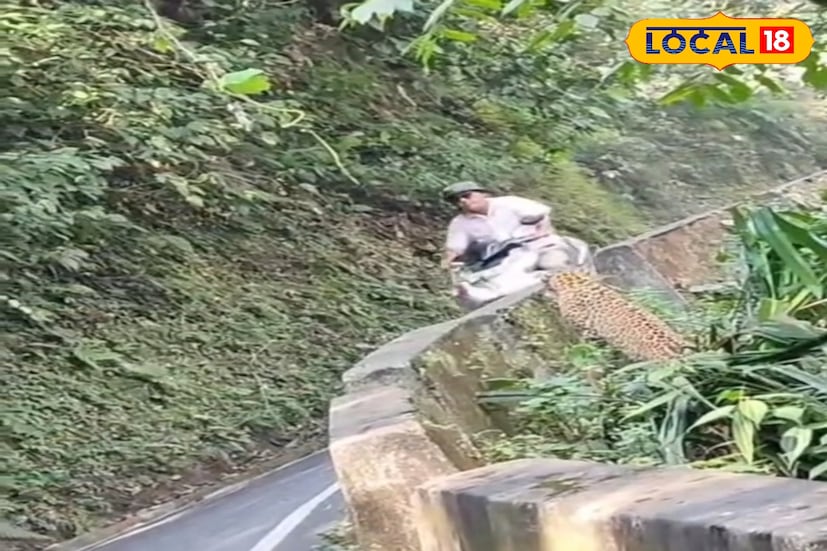 ভিডিওটিতে দেখা যায়, একটি চিতা রাস্তা পার হওয়ার চেষ্টা করছে, আর ঠিক সেই মুহূর্তে এক স্কুটি চালক সেই পথ দিয়ে চলে যাচ্ছেন। তিনি এতটাই মনোযোগী ছিলেন গাড়ি চালাতে যে পাশেই চিতা রয়েছে, তা খেয়ালই করেননি। কয়েক সেকেন্ডের ব্যবধানে বড় দুর্ঘটনা এড়িয়ে যান ওই চালক। সোশ্যাল মিডিয়ায় ভিডিওটি ভাইরাল হতেই নেটিজেনদের মধ্যে শুরু হয়েছে আলোড়ন। ছবি ও তথ্য : ঋত্বিক ভট্টাচার্য