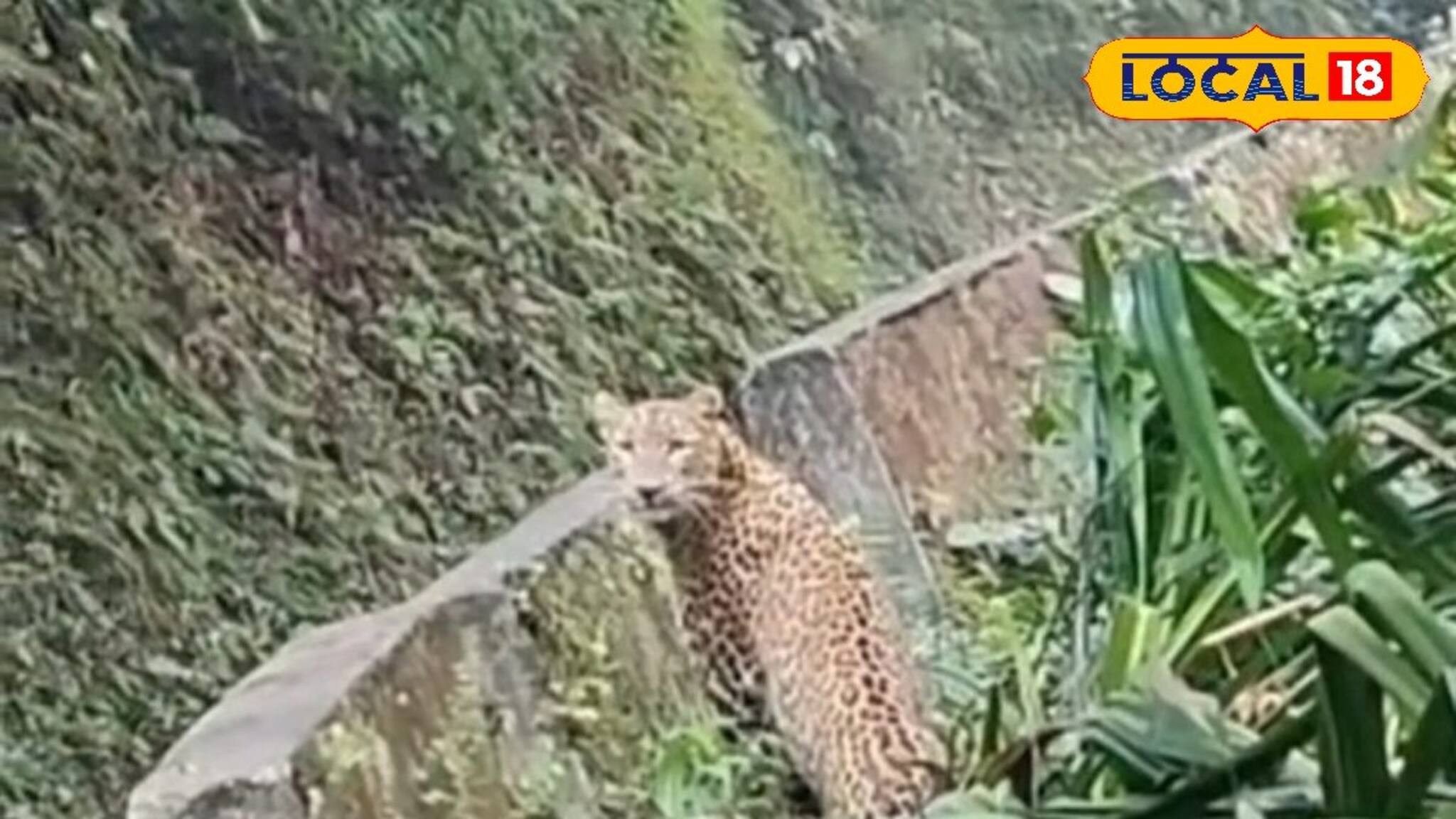 পাংখাবাড়ির রাস্তায় ওটা কী! অল্পের জন্য রক্ষা পেল যুবক! ভাইরাল পাহাড়ের ভিডিও