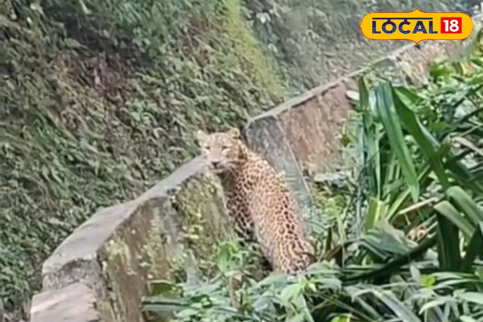 Darjeeling News: পাংখাবাড়ির রাস্তায় ওটা কী! অল্পের জন্য রক্ষা পেল যুবক! ভাইরাল পাহাড়ের ভিডিও