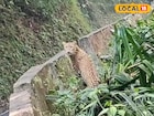 পাংখাবাড়ির রাস্তায় ওটা কী! অল্পের জন্য রক্ষা পেল যুবক! ভাইরাল পাহাড়ের ভিডিও