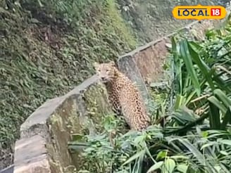 পাংখাবাড়ির রাস্তায় ওটা কী! অল্পের জন্য রক্ষা পেল যুবক! ভাইরাল পাহাড়ের ভিডিও
